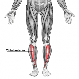 tibilias-anterior-muscle